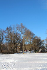 A snowy field with trees and a blue sky