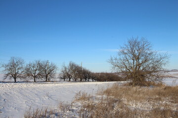 A field with trees and snow