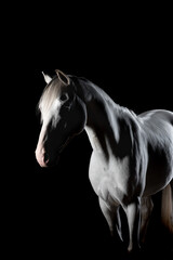 Low Key, dramatic and mysterious portrait of a white horse