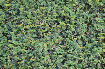 Natural green wall texture - Small leaves