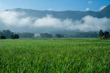 Fog in the middle of the mountains, with grass below and sky above.