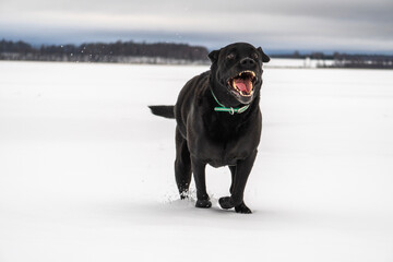 Black labrador retriever in snow.