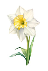 Watercolor narcissus, spring. Illustration clipart isolated on white background.