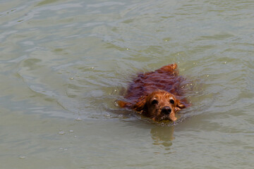 cocker spaniel in the water