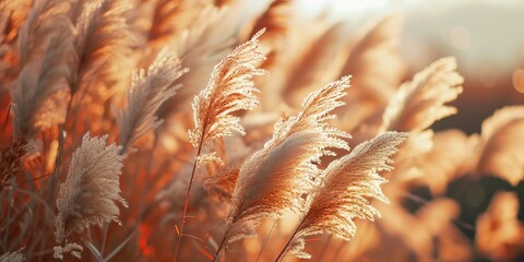 Sunlit Pampas Grass in Warm Tones. Generative ai - obrazy, fototapety, plakaty