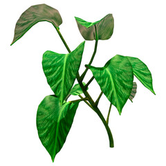 3D Rendering Pothos Plant on White