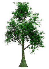 Fototapeta premium 3D Rendering Tropical Rainforest Tree on White