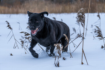 Snowy Delight: The Excitement of a Black Labrador