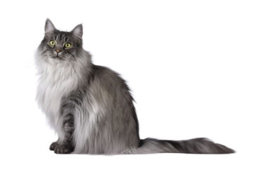 Majestic grey fluffy cat, sitting up side ways. Looking towards camera. Isolated cutout on a transparent background.