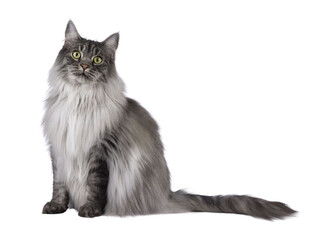 Majestic grey fluffy cat, sitting up side ways. Looking towards camera. Isolated cutout on a transparent background.