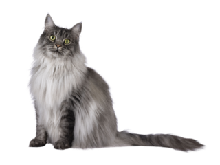 Majestic grey fluffy cat, sitting up side ways. Looking towards camera. Isolated cutout on a transparent background.