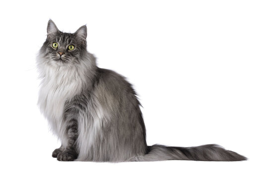 Majestic grey fluffy cat, sitting up side ways. Looking towards camera. Isolated cutout on a transparent background.