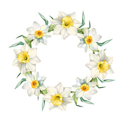 Watercolor narcissus frame, wreath spring. Illustration clipart isolated on white background.