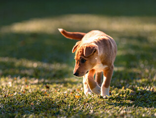 Naklejka na ściany i meble beauty puppy on the grass in park