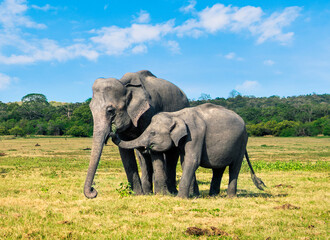 Fototapeta na wymiar Asian elephants in Sri Lanka. Two animals, mother and baby, eating grass. Happy family in nature. Wildlife tourism. Jungle forest and blue sky in background. Kaudulla National Park safari for tourists