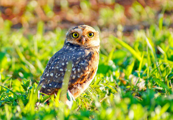 Burrowing owl on grassy ground