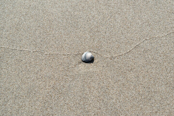 Muschel im  Sand