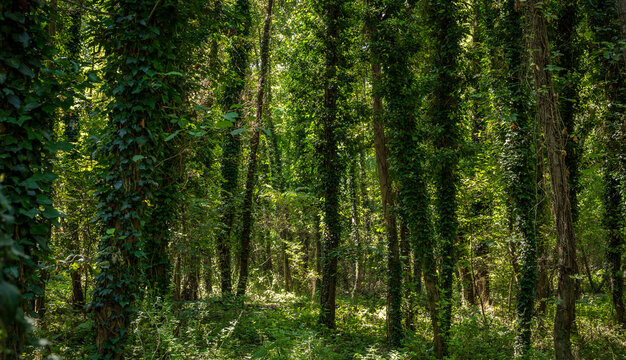 green forest park next to the thermal baths in Heviz, Hungary