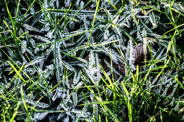 Green grass covered with frost. Winter or autumn background with plants covered with snow.