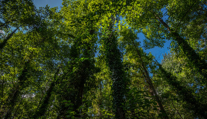 green forest park next to the thermal baths in Heviz, Hungary