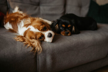 two small dogs laying on the sofa at home