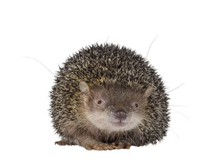 Greater hedgehog or large Madagascar sokina aka Setifer setosus, standing facing front. Looking towards camera with head up. Isolated cutout on a transparent background.