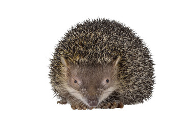 Greater hedgehog or large Madagascar sokina aka Setifer setosus, sitting facing front. Looking straight towards camera. Isolated cutout on a transparent background.