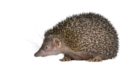 Greater hedgehog or large Madagascar sokina aka Setifer setosus, moving side ways. Looking side way showing profile. Isolated cutout on a transparent background.