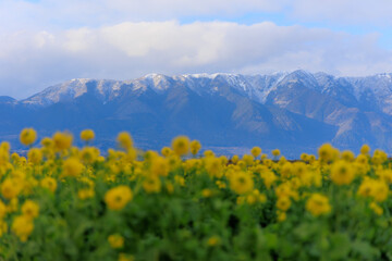 Fototapeta premium 菜の花と比良山