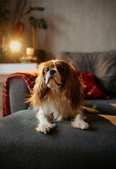 small dog on the sofa at home cavalier spaniel