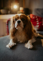 cavalier at the sofa cozy home small dog