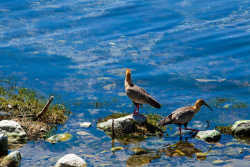 ducks bandurrias in the lake