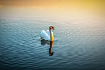 Beautiful single swan on the lake or pond at sunset