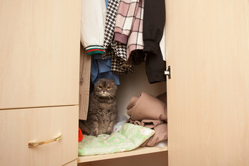 A gray tabby cat of the Scottish fold breed sits on a shelf in a closet with things. Image about playful pets.