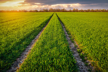 Rural road in the green field at sunset