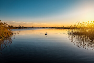 Silhouette of single swan on the lake at sunset