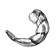 Organic food. Hand drawn vector sketch of cooked boiled shrimp. Doodle vintage illustration. Decorations for the menu of cafes, restaurants and labels. Engraved immage.