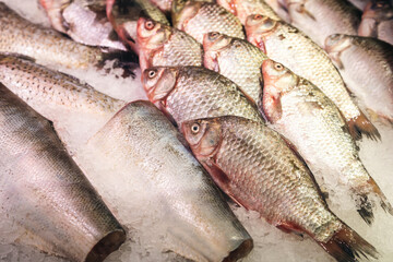 Fresh raw fish in ice on the counter in a grocery store.