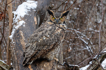 Great Horned Owl