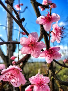 Pesch tree flowers