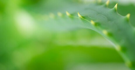 Macro shot of aloe vera green leaf on green background, copy space.