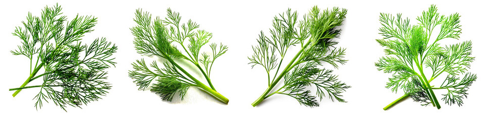 Fototapeta premium Set of fresh dill branch isolated on white