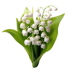 Obraz premium Lily of the valley isolated on transparent background AI