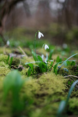 A snowdrop bloomingin spring. It's the first  forest plant htat grows. It has a white bell shaped head and is a seasonal flower with green leafs and is beautiful.
