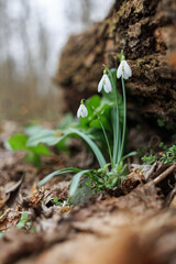A snowdrop bloomingin spring. It's the first  forest plant htat grows. It has a white bell shaped head and is a seasonal flower with green leafs and is beautiful.