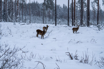 White Winter Wonderland: Deer in Snowy Forest. Snow-covered Forest with Majestic Deer.