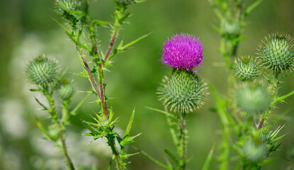 Common thistle flower on green natural background. Alternative medicine
