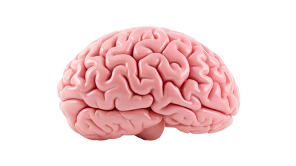3D image of human brain on transparent background