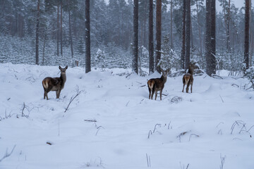White Winter Wonderland: Deer in Snowy Forest. Snow-covered Forest with Majestic Deer.