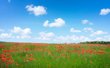 Wild poppy flowers field on blue sky background. 